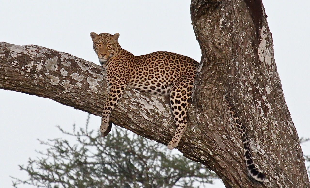 Leopard © Kevin Zimmer