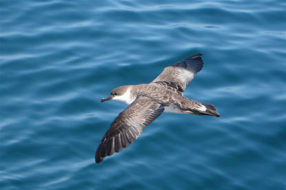 Great Shearwater © Barry Zimmer