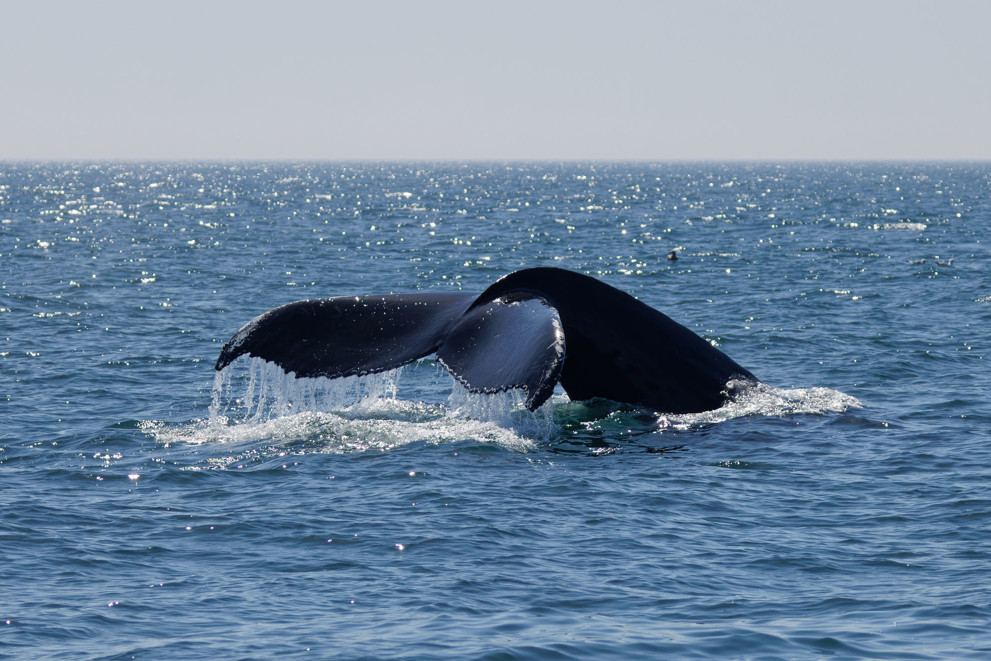 Humpback Whale © Dina Perry