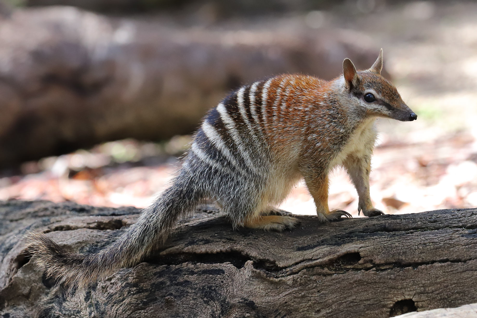 Numbat © Ken Griffiths/Shutterstock