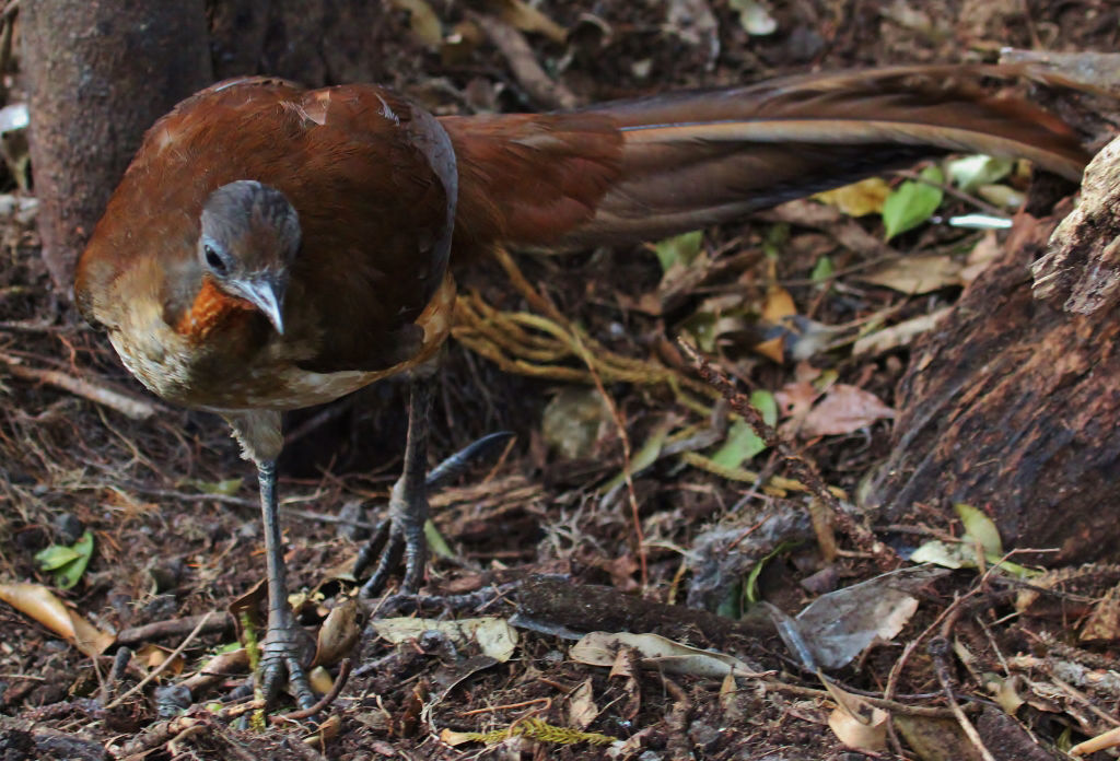 Albert's Lyrebird, female  © Dion Hobcroft