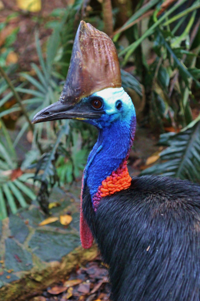 Southern Cassowary, female  © Dion Hobcroft