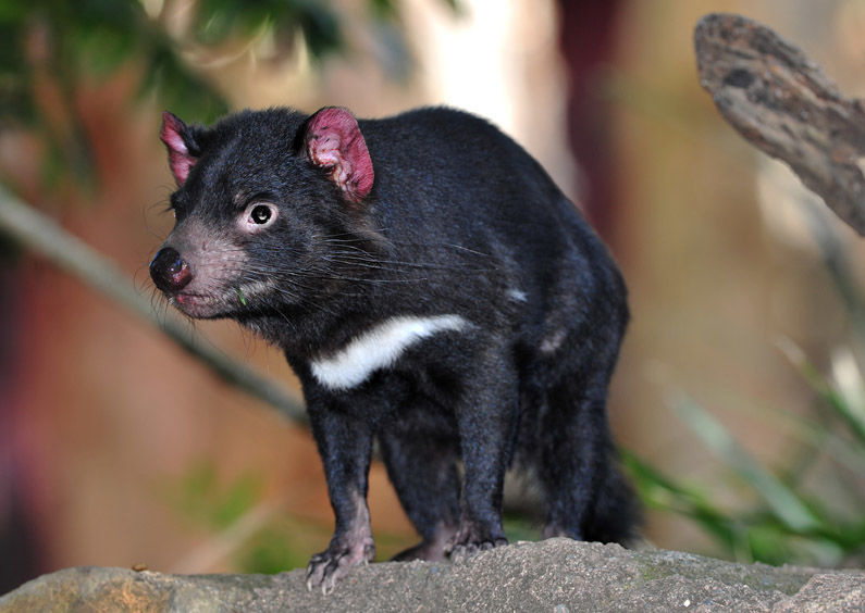 Tasmanian Devil © worldswildlifewonders/Shutterstock