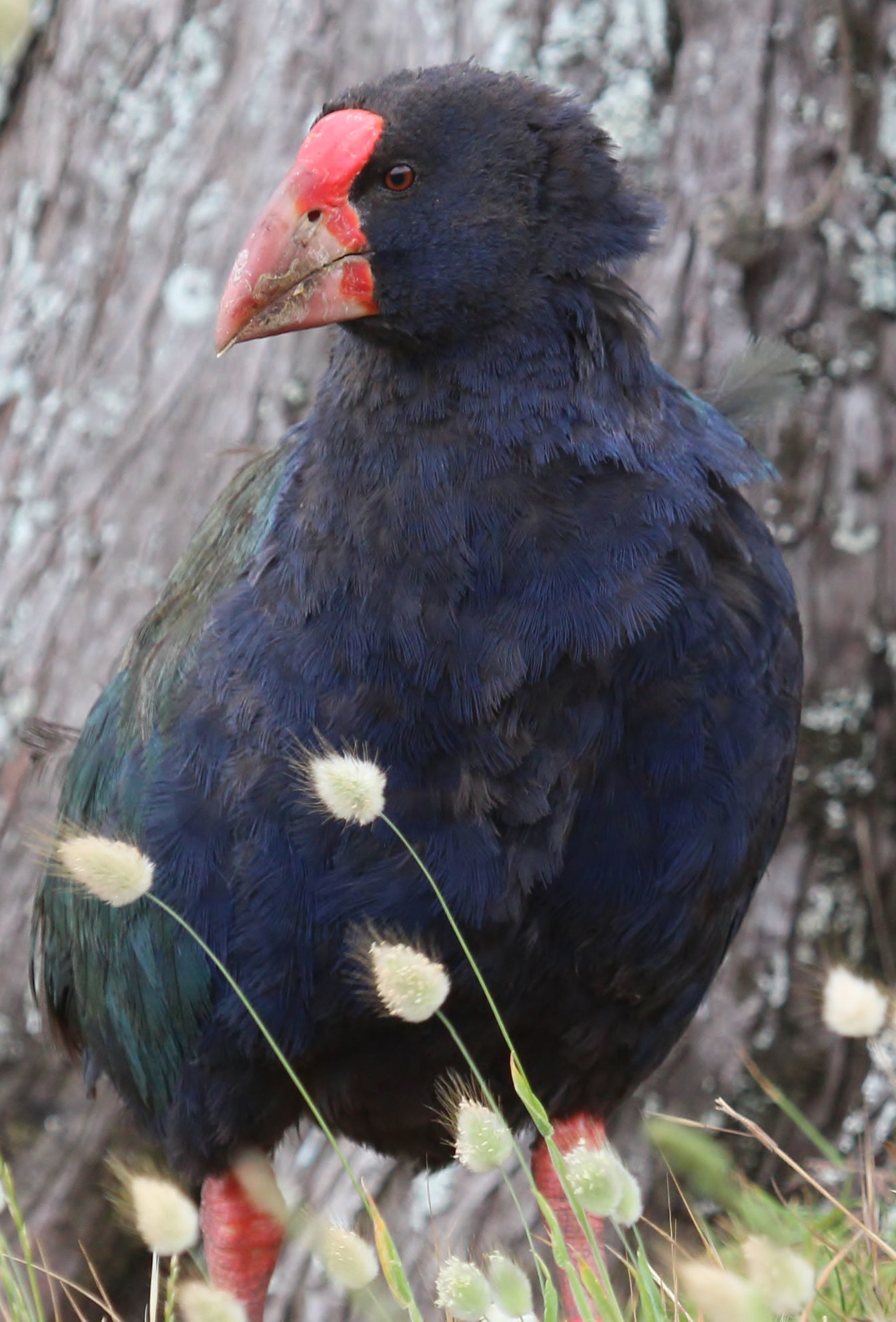 Takahe © Dion Hobcroft