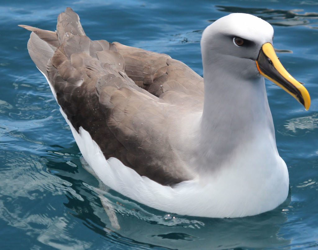 Buller's Albatross © Dion Hobcroft