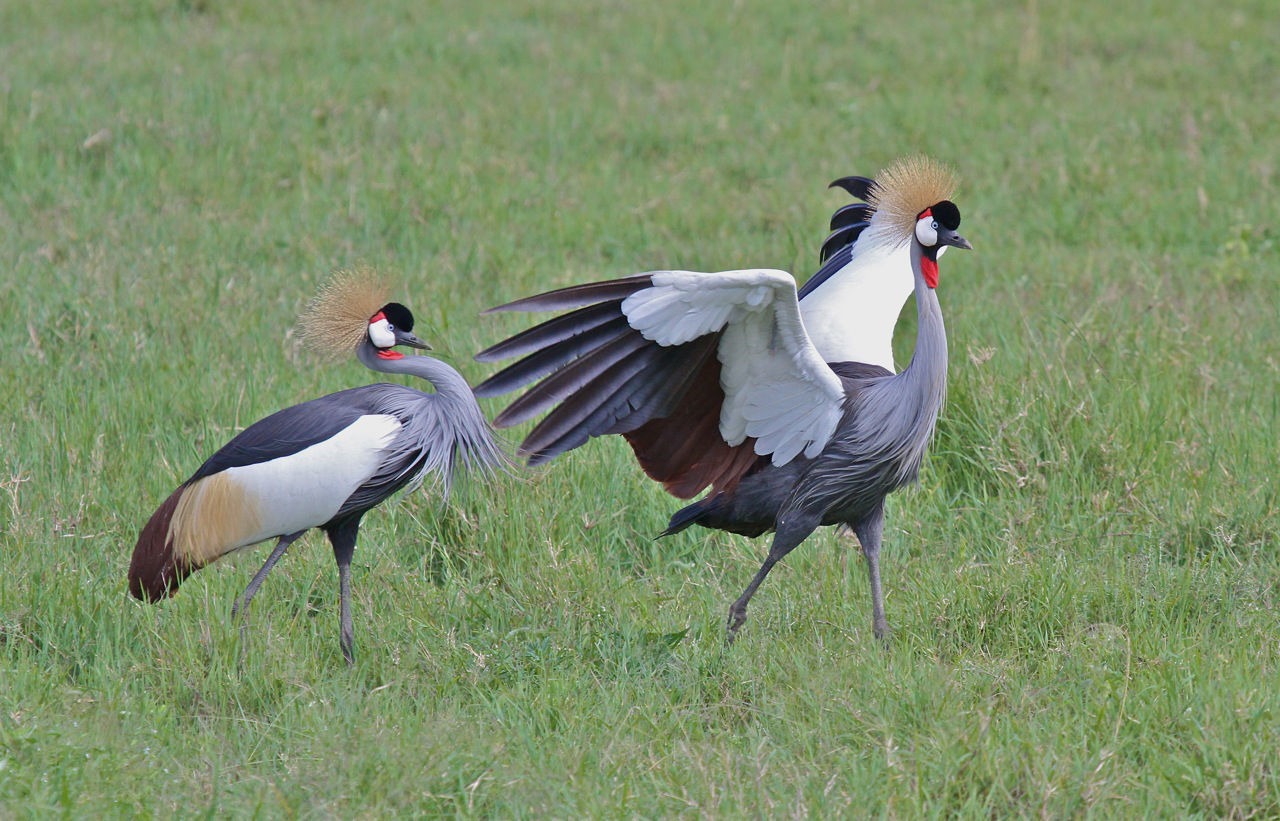 Gray Crowned-Crane © Kevin Zimmer