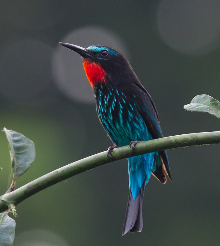 Black Bee-eater © Willie De Vries