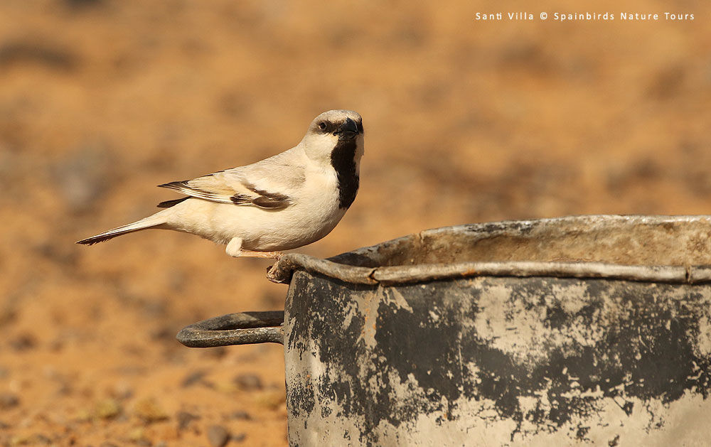 Desert Sparrow © Santi Villa/Spainbirds Nature Tours