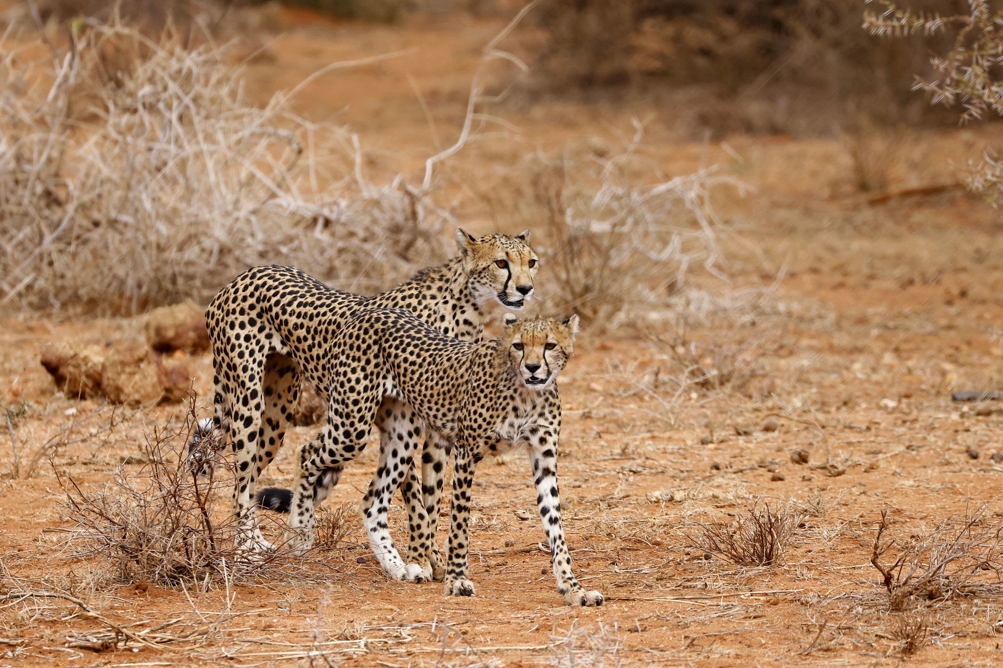 Cheetah mother and daughter hunting © Andrew Whittaker