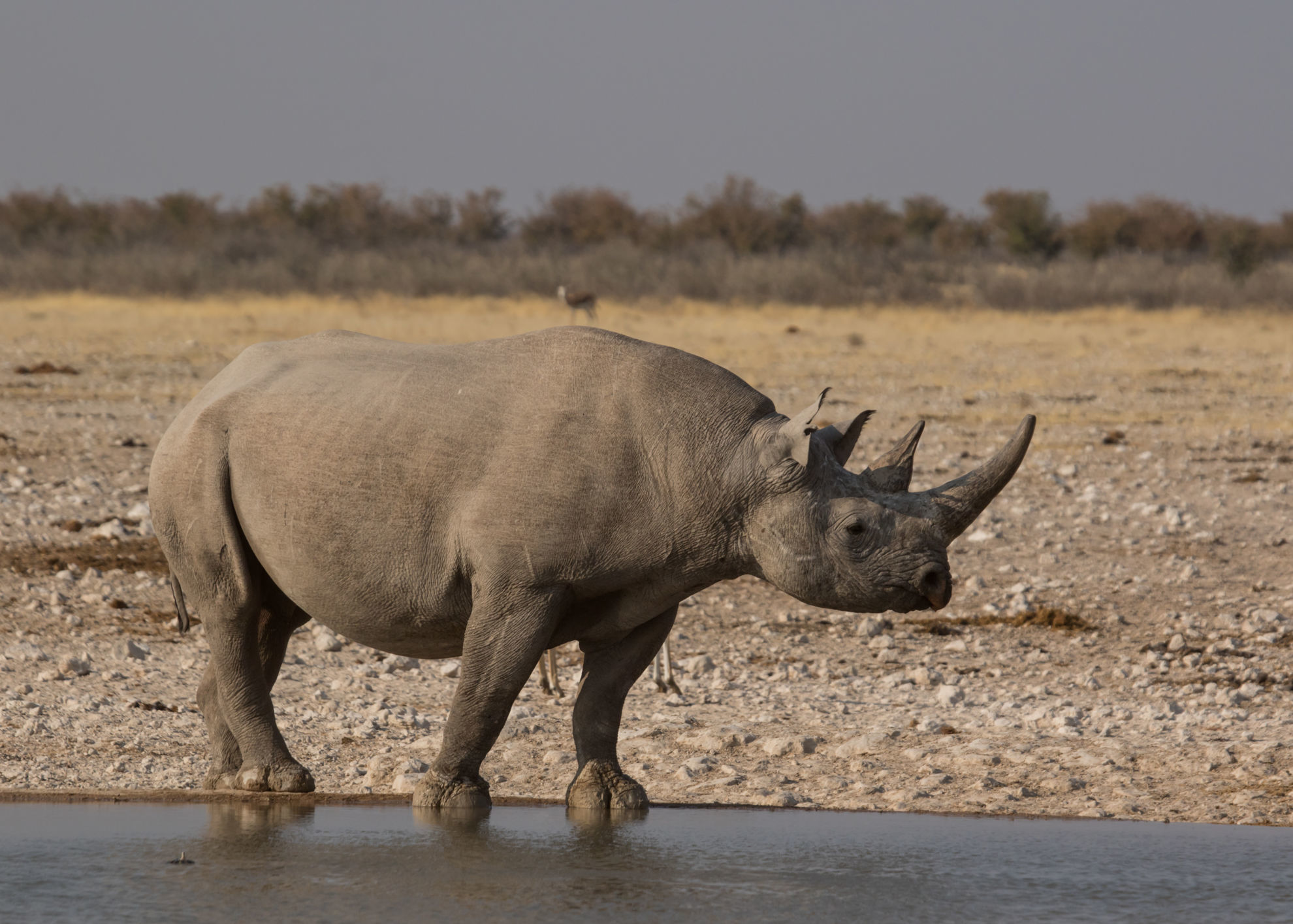 Black Rhinoceros © Geoff Lockwood