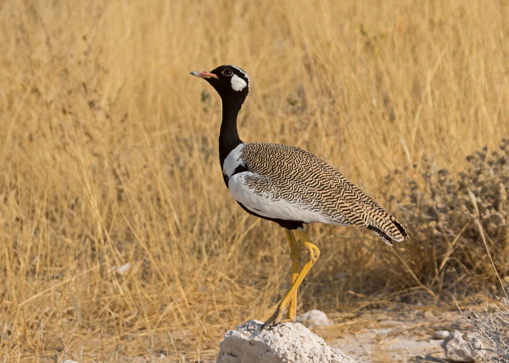 White-quilled Bustard © Geoff Lockwood