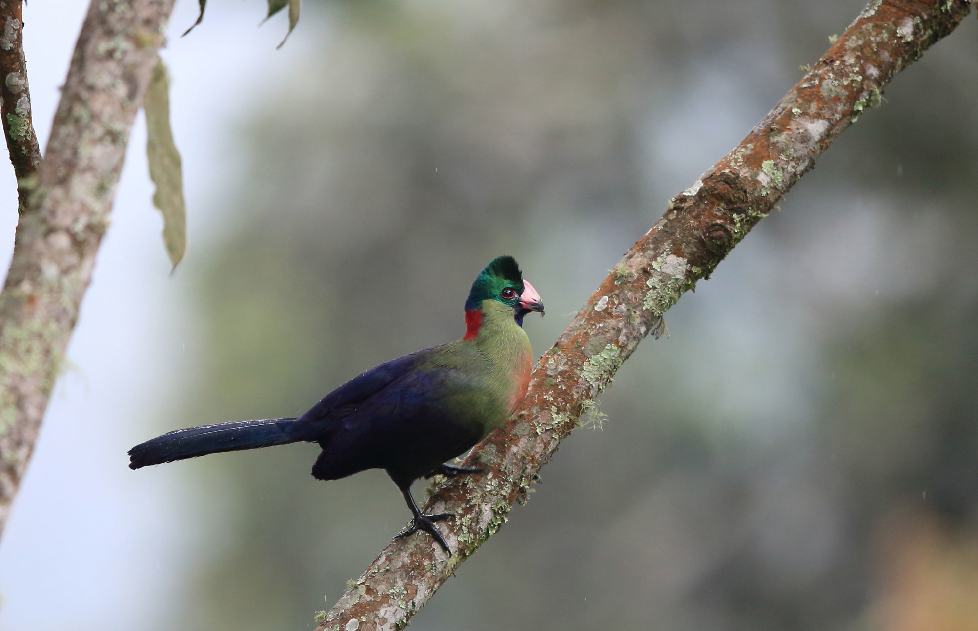 Rwenzori Turaco © feathercollector/Shutterstock