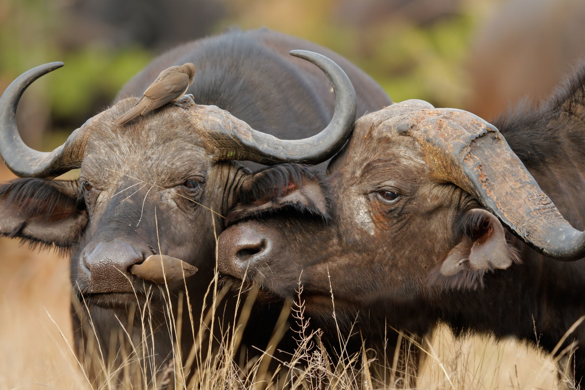 Cape Buffalo © EcoPrint/Shutterstock