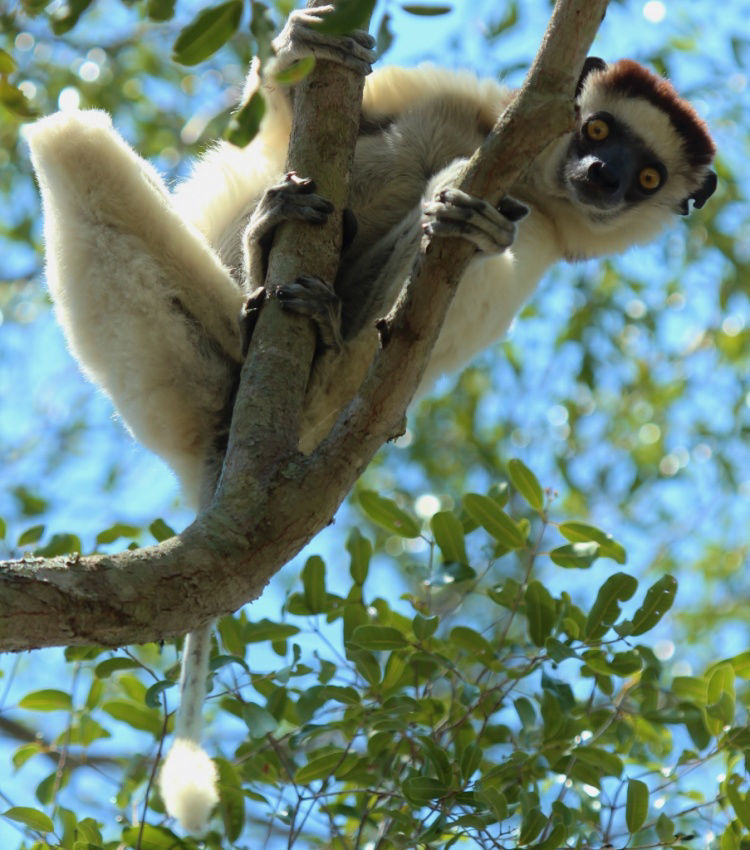 Verreaux's Sifaka © Dion Hobcroft