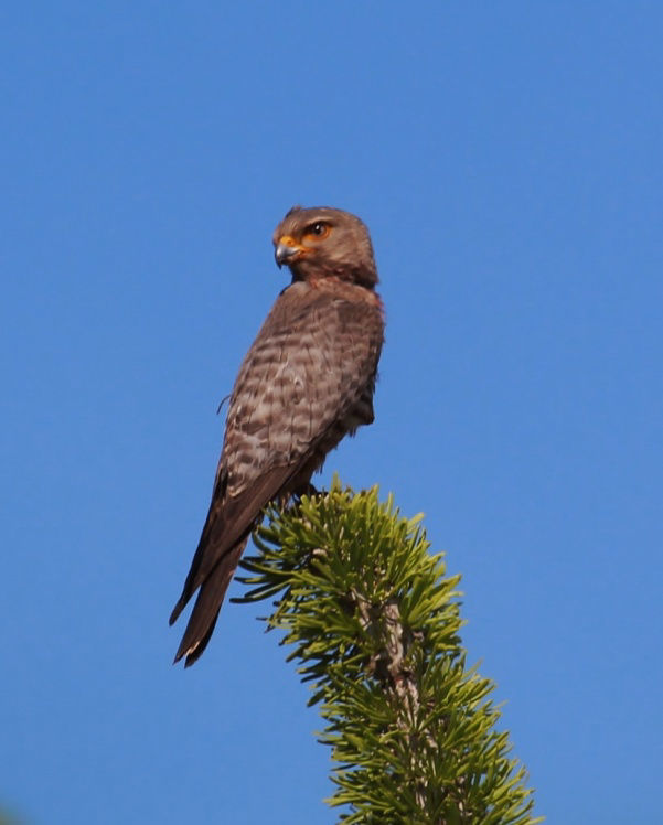 Banded Kestrel © Dion Hobcroft