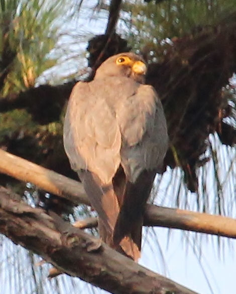 Sooty Falcon © Dion Hobcroft