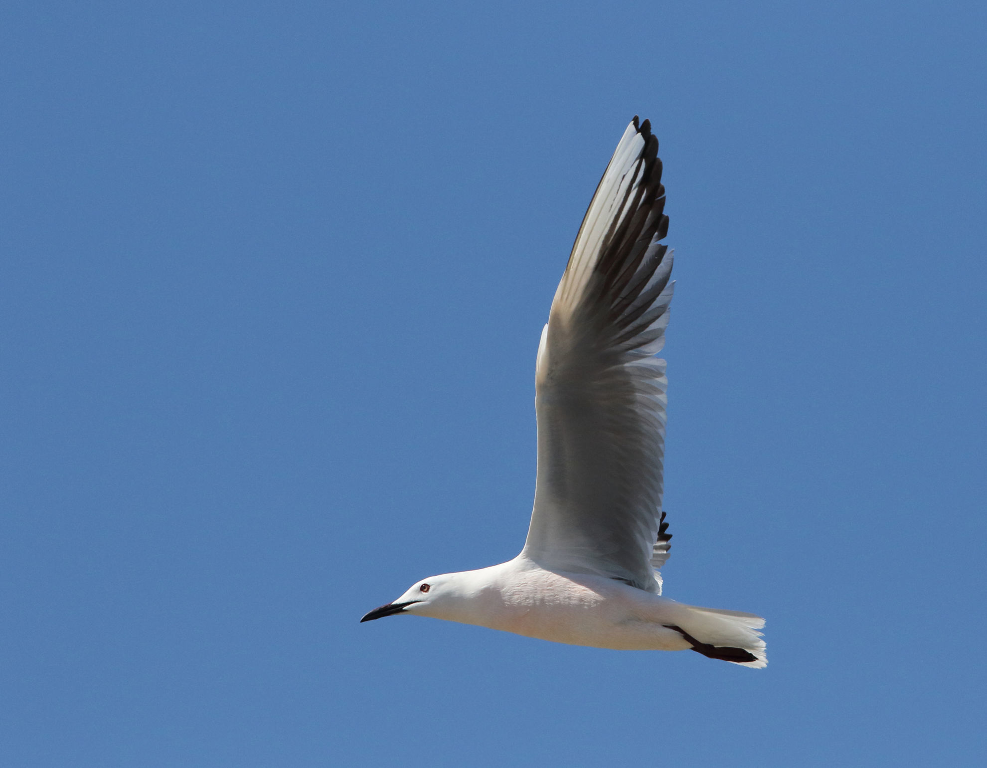 Slender-billed Gull © Brian Gibbons