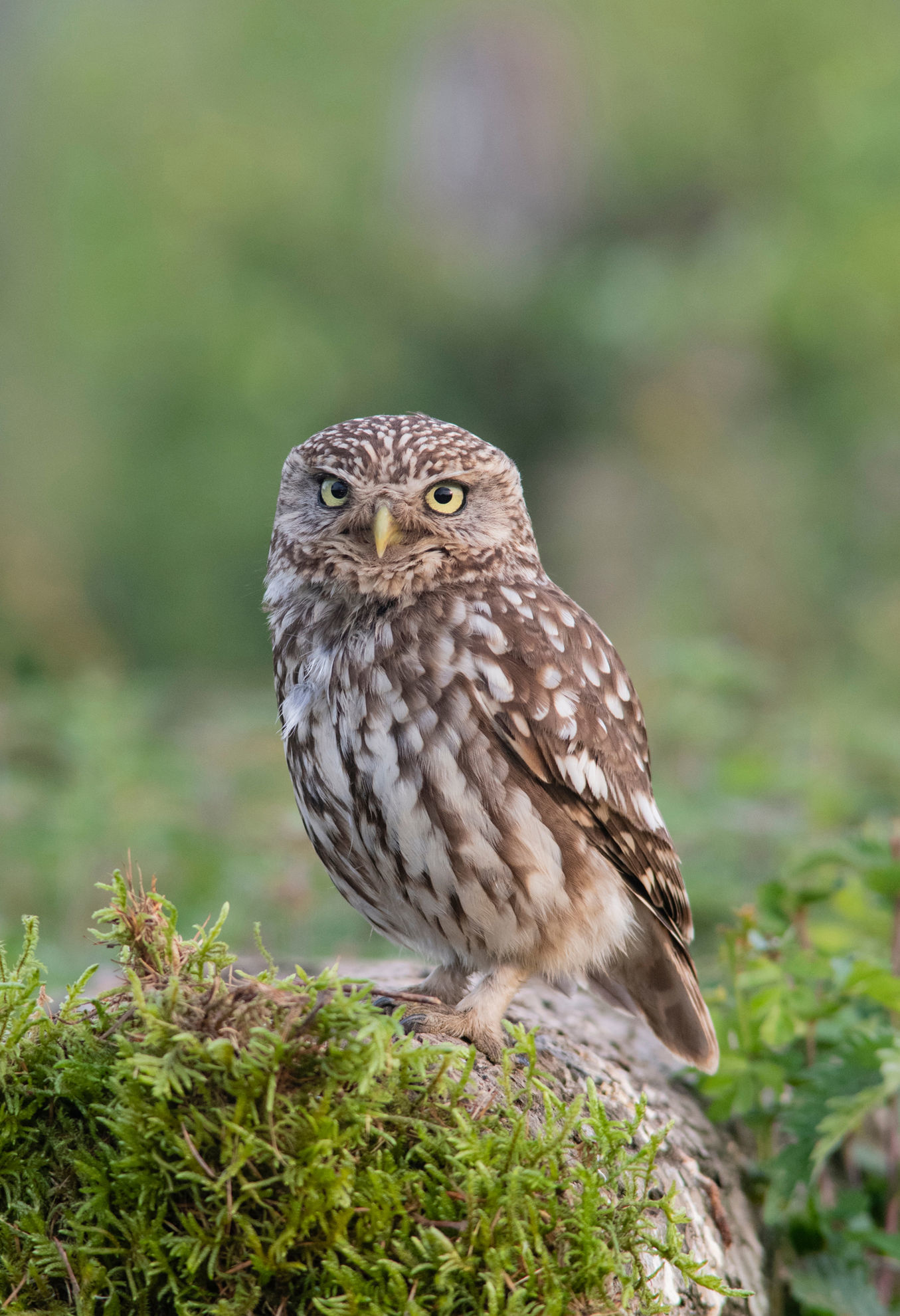 Little Owl © J. Need/Shutterstock