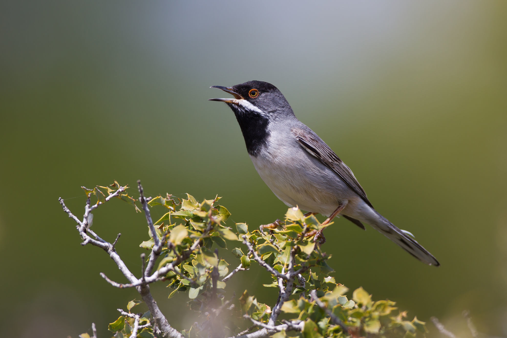 Ruppell's Warbler © Johannes Dag Mayer/Shutterstock