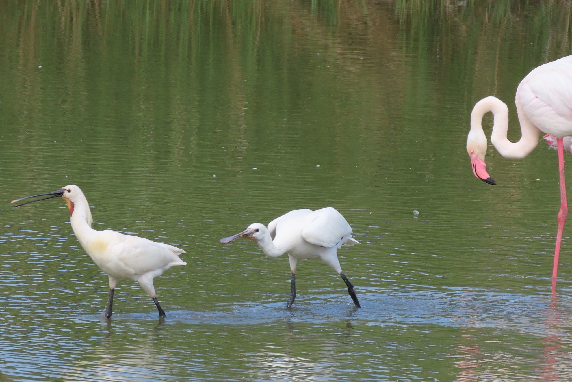 Eurasian Spoonbills and Greater Flamingo © Rick Wright