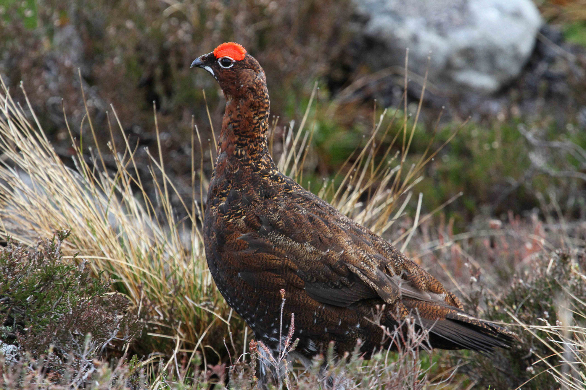 Red Grouse © Andrew Whittaker