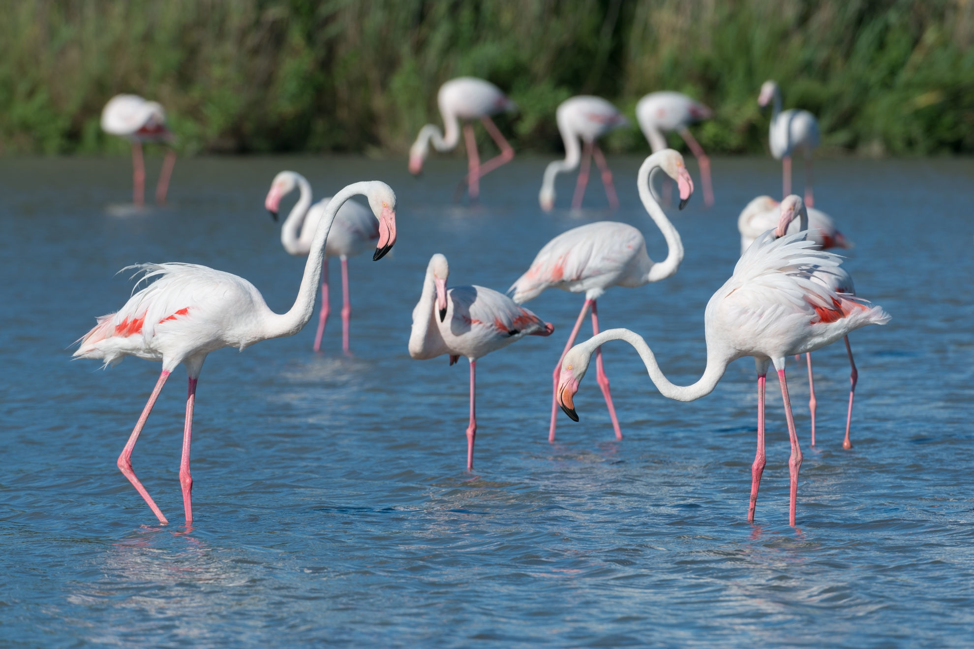 Greater Flamingos © Wolfgang Kruck/Shutterstock