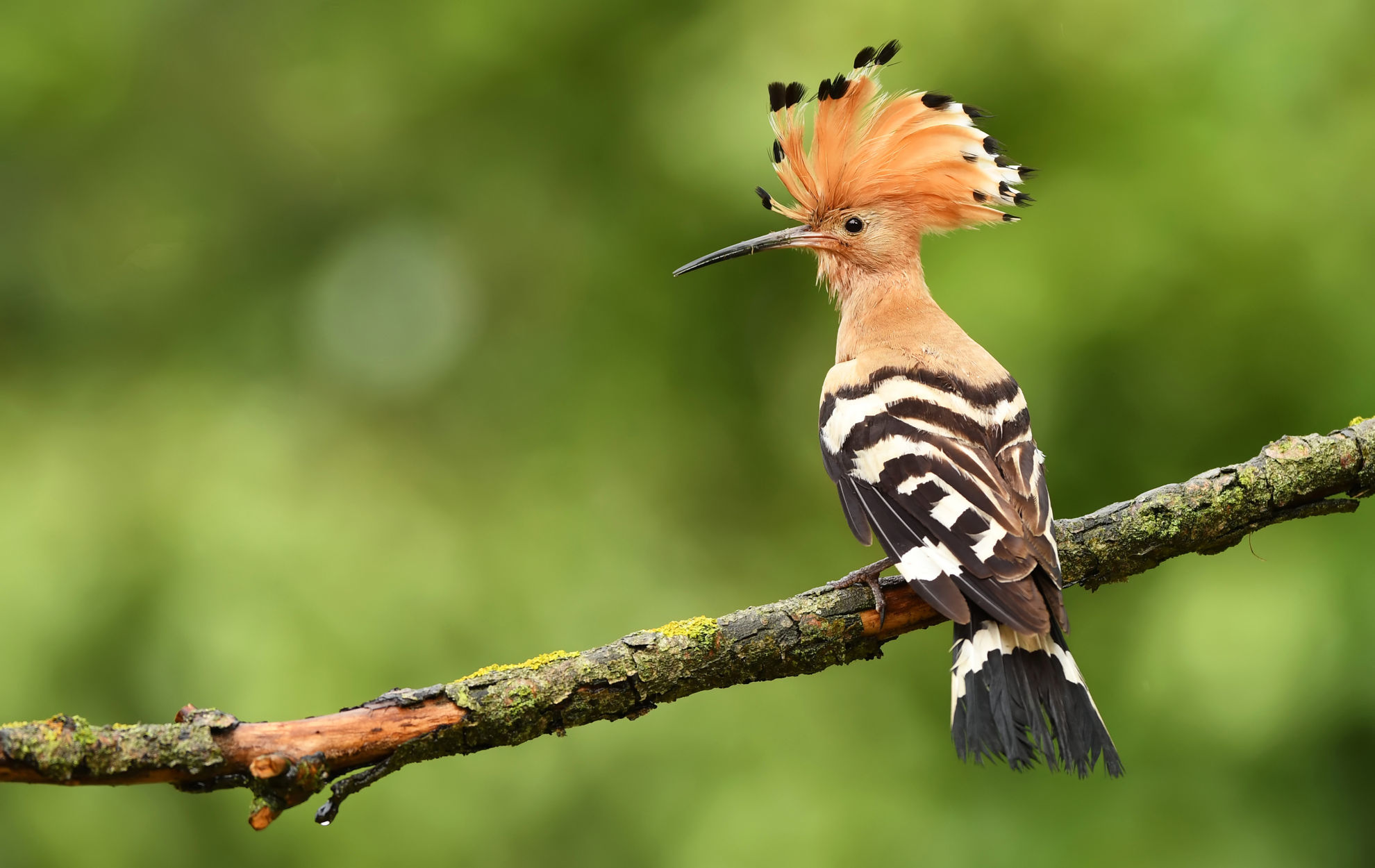 Eurasian Hoopoe © Piotr Krzeslak/Shutterstock