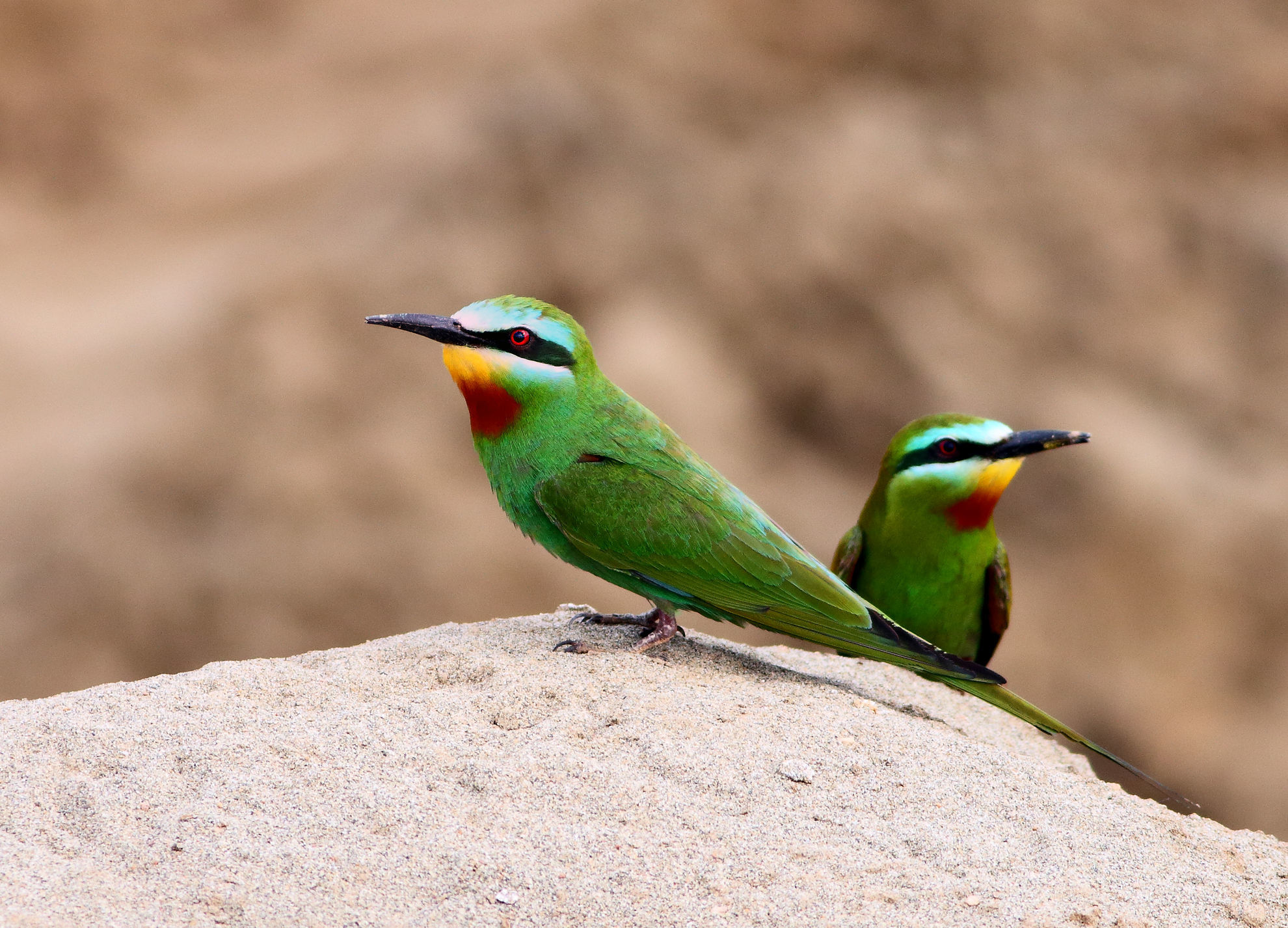 Blue-cheeked Bee-eater © tahirsphotography/Shutterstock