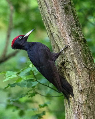 Black Woodpecker © Ecotours Wildlife Holidays