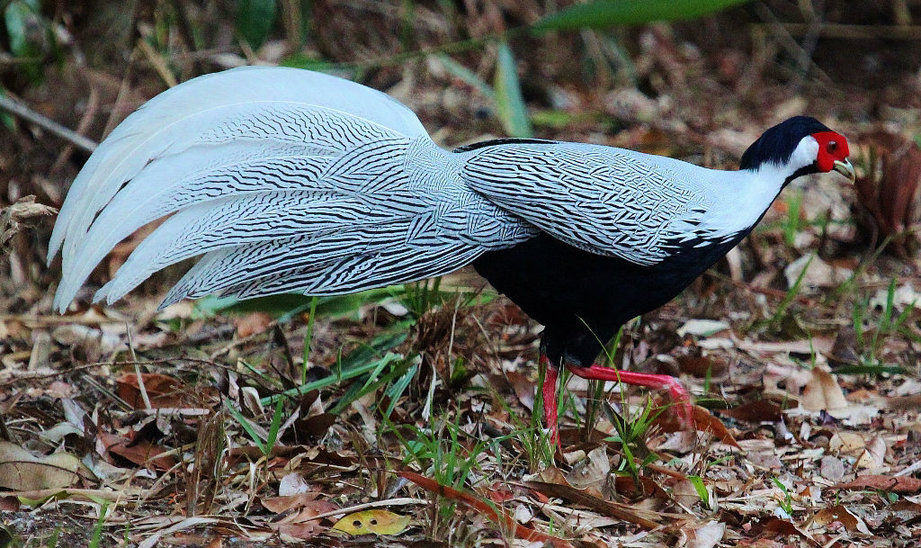 Silver Pheasant © Dion Hobcroft