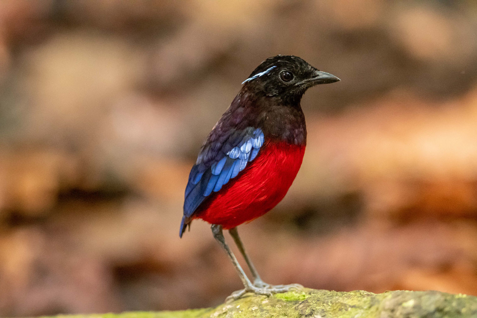 Black-crowned Pitta © Machiel Valkenburg