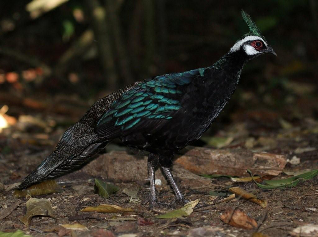 Palawan Peacock-Pheasant © Dion Hobcroft