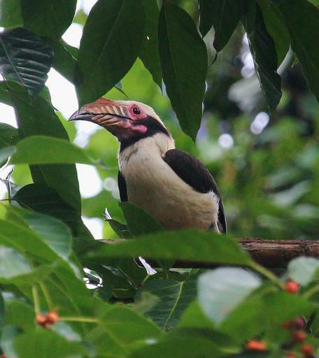 Luzon Hornbill © Dion Hobcroft