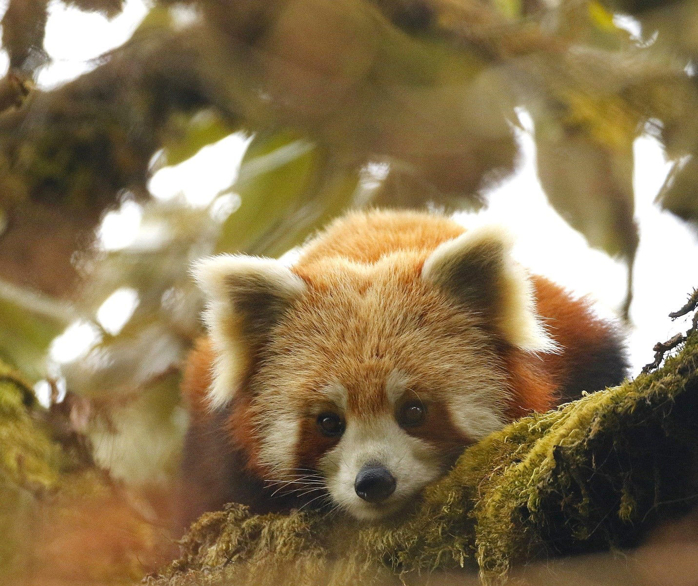 Red Panda © Andrew Whittaker