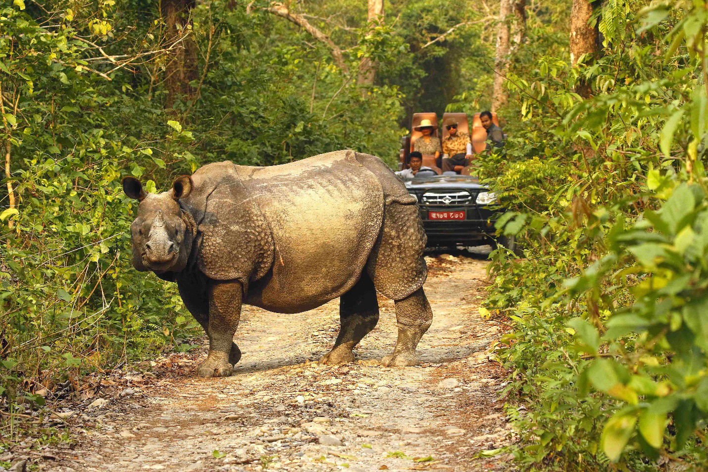 Greater One-horned Rhinoceros © Andrew Whittaker