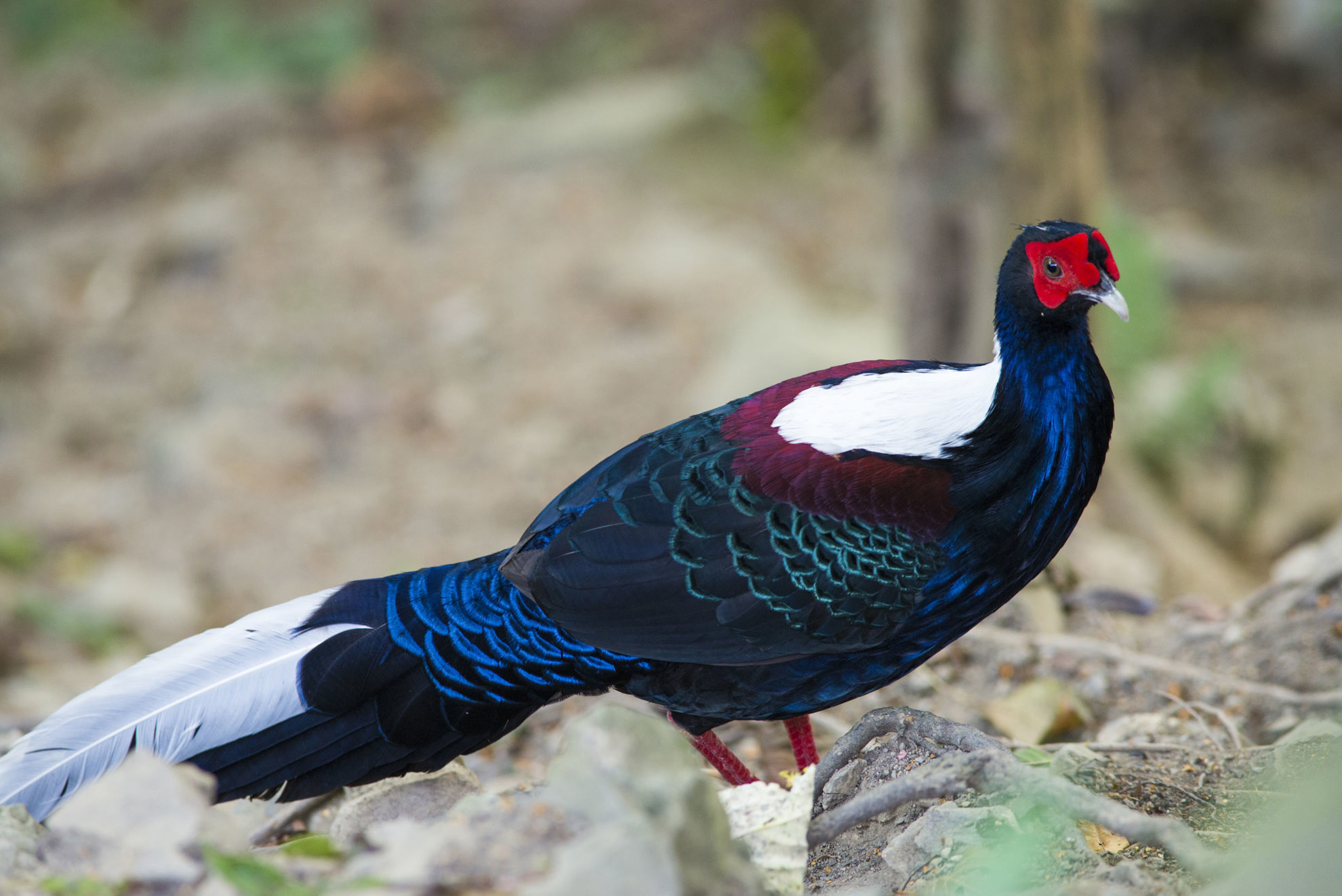 Swinhoe's Pheasant © Simon Tang/Shutterstock