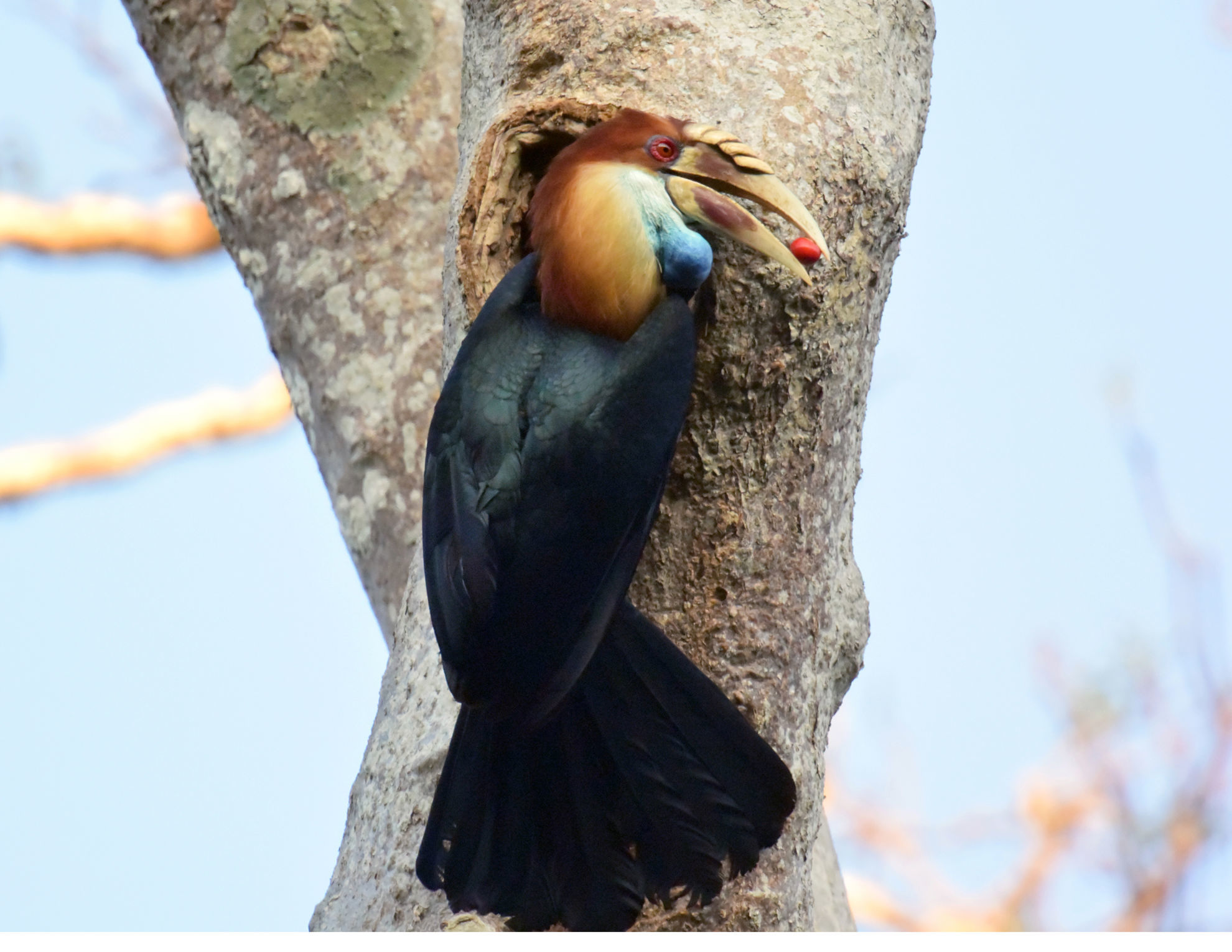 Sumba Hornbill © Riza Marlon/Shutterstock