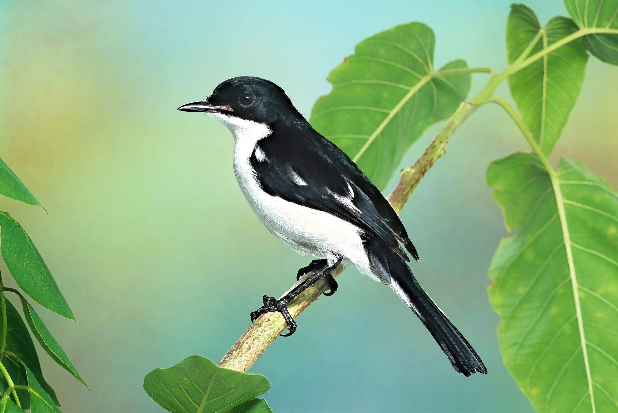 Timor Bushchat © Tony Tilford/Shutterstock