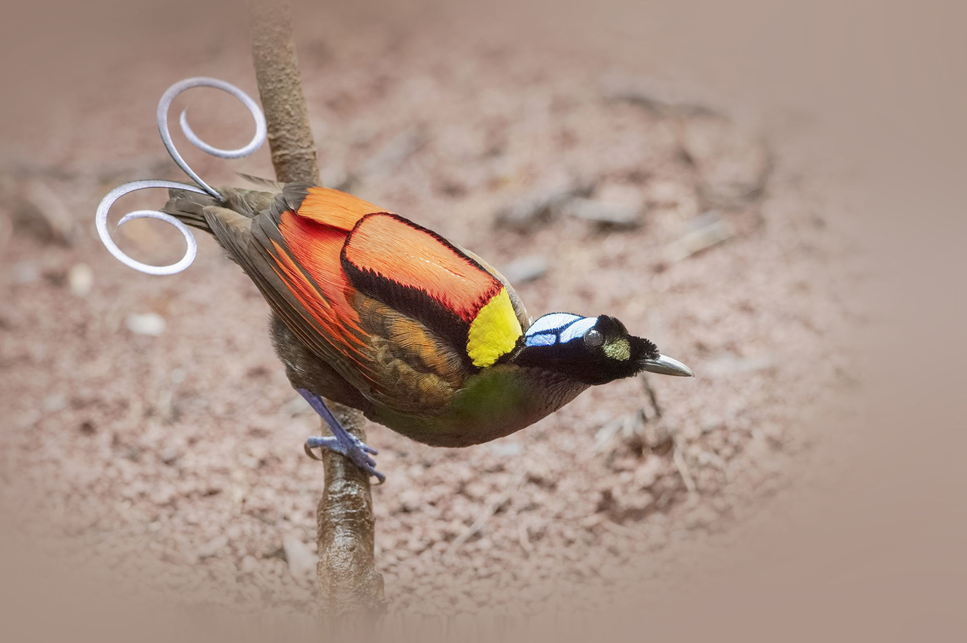 Wilson's Bird-of-Paradise © Wang LiQiang/Shutterstock