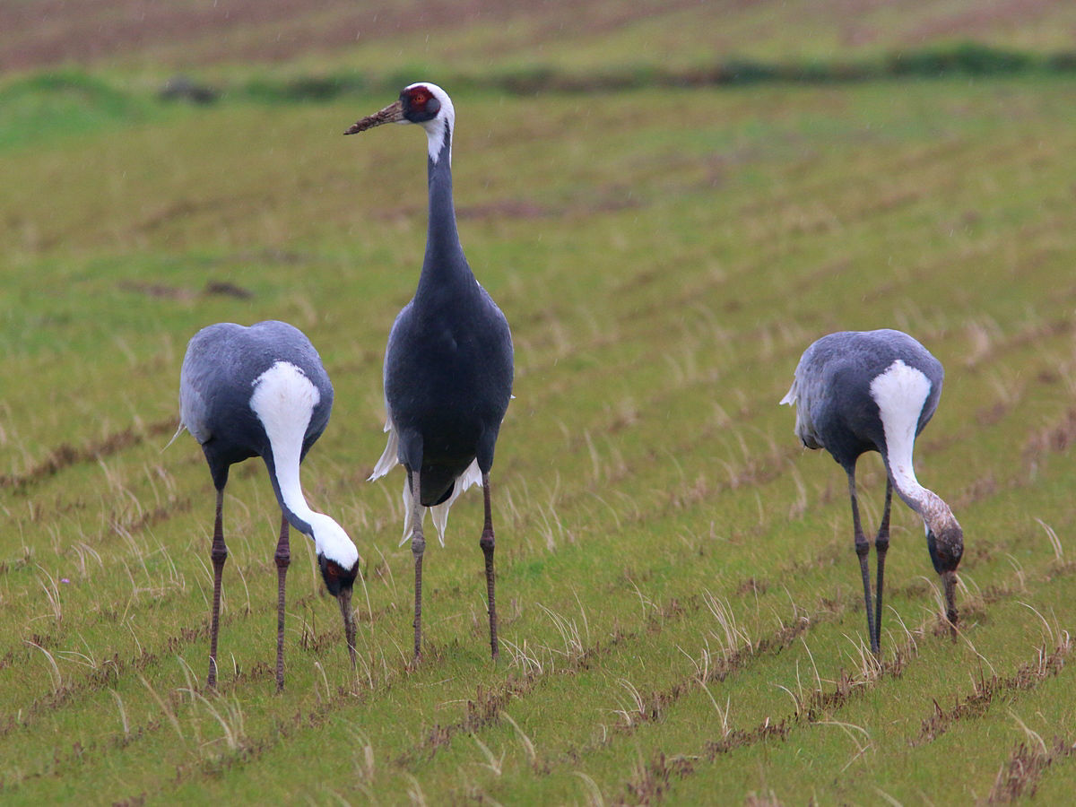 White-naped Crane © Balazs Szigeti/Ecotours Wildlife Holidays