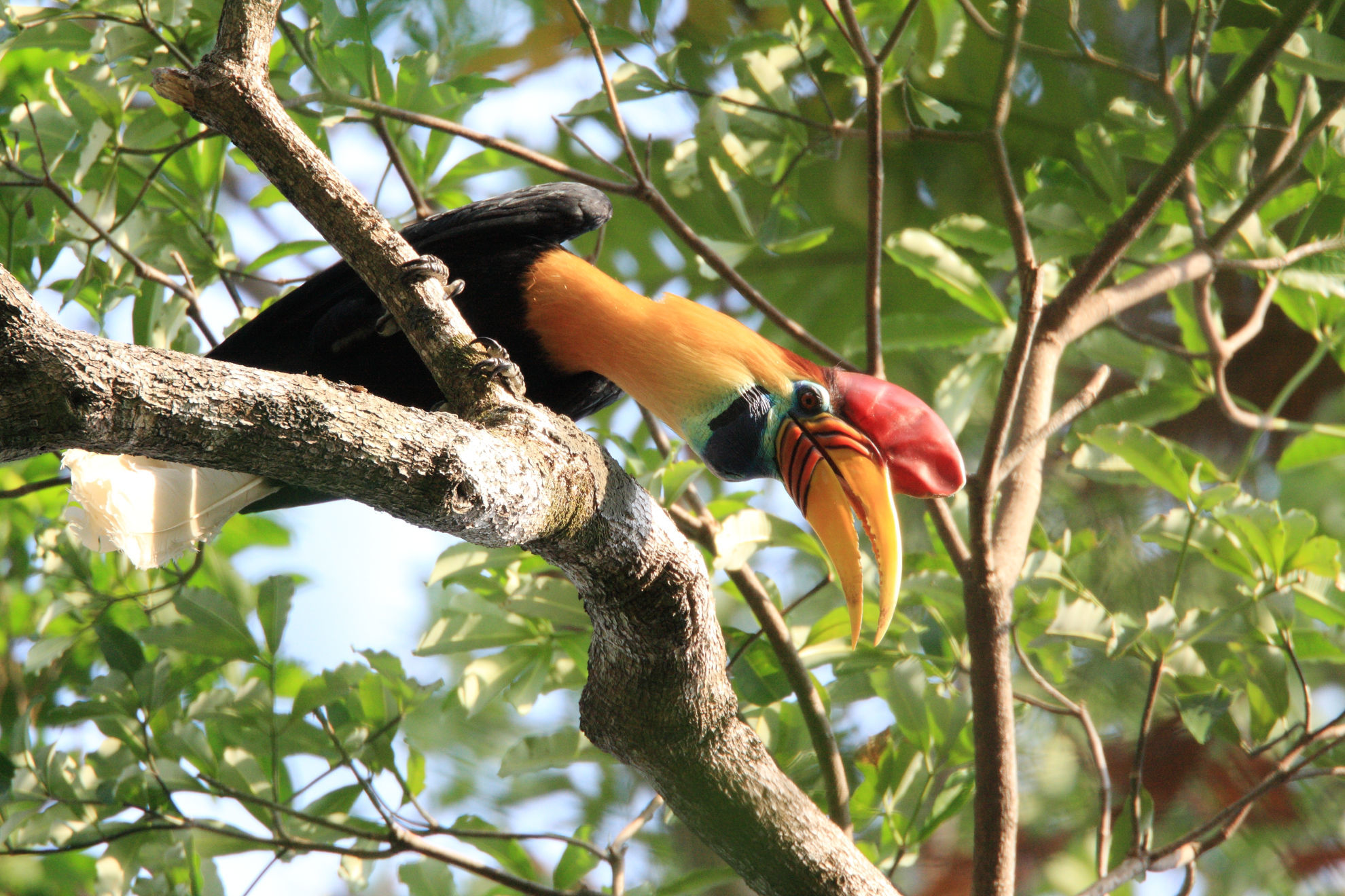 Knobbed Hornbill © feathercollector/Shutterstock