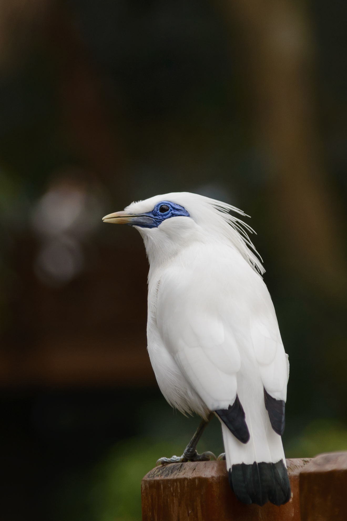 Bali Myna © TungCheung/Shutterstock