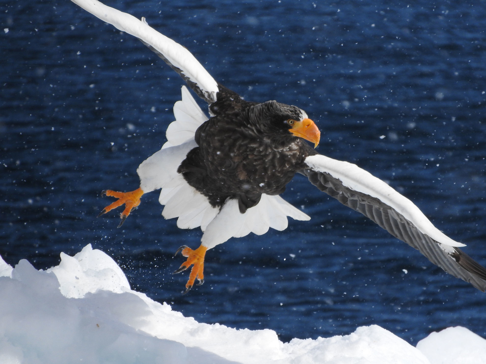 Steller's Sea-Eagle © Mark Brazil