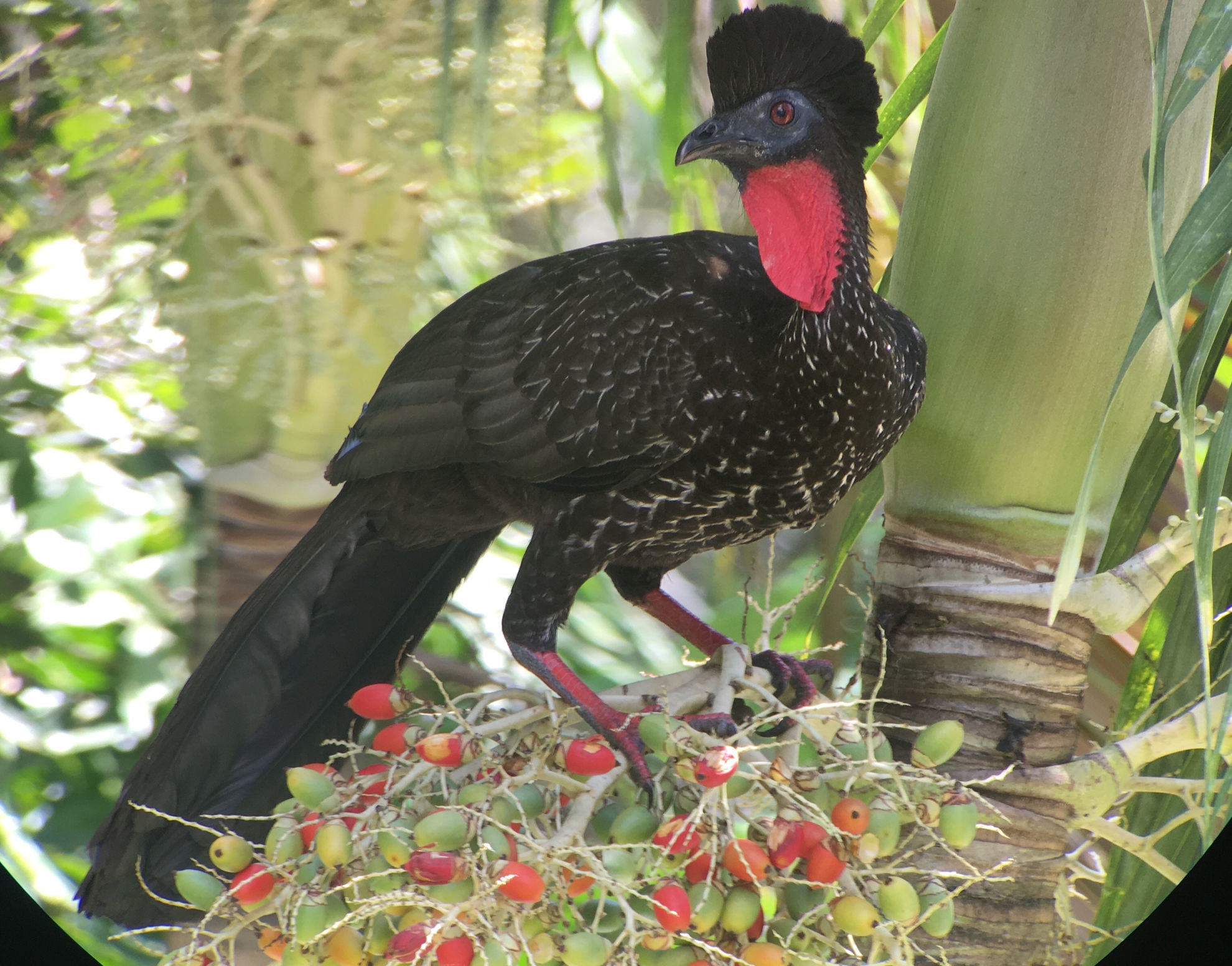 Crested Guan © Barry Zimmer