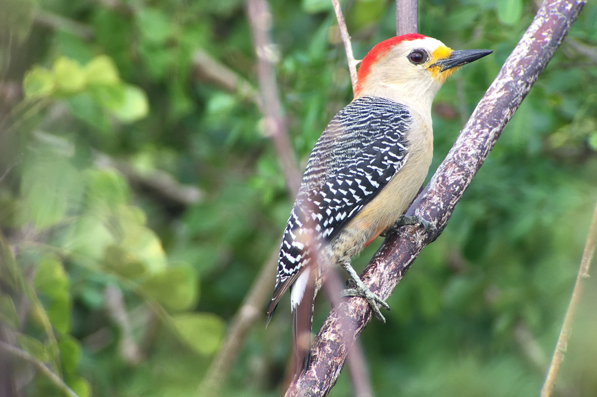 Yucatan Woodpecker © Barry Zimmer