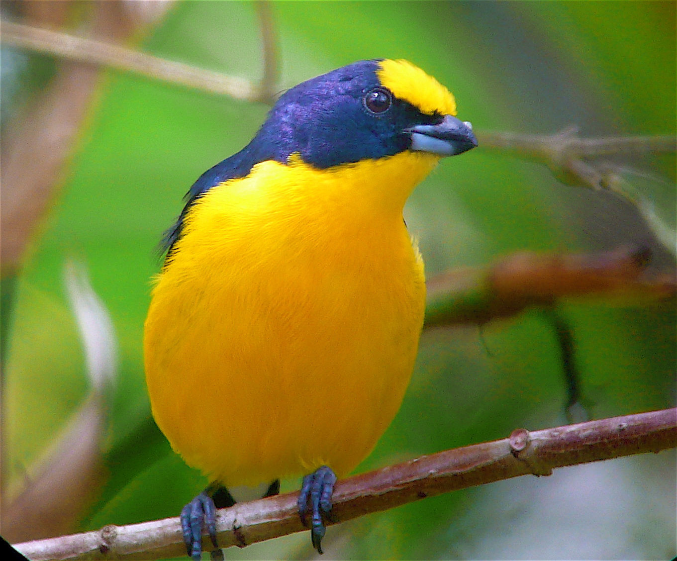 Thick-billed Euphonia © Barry Zimmer