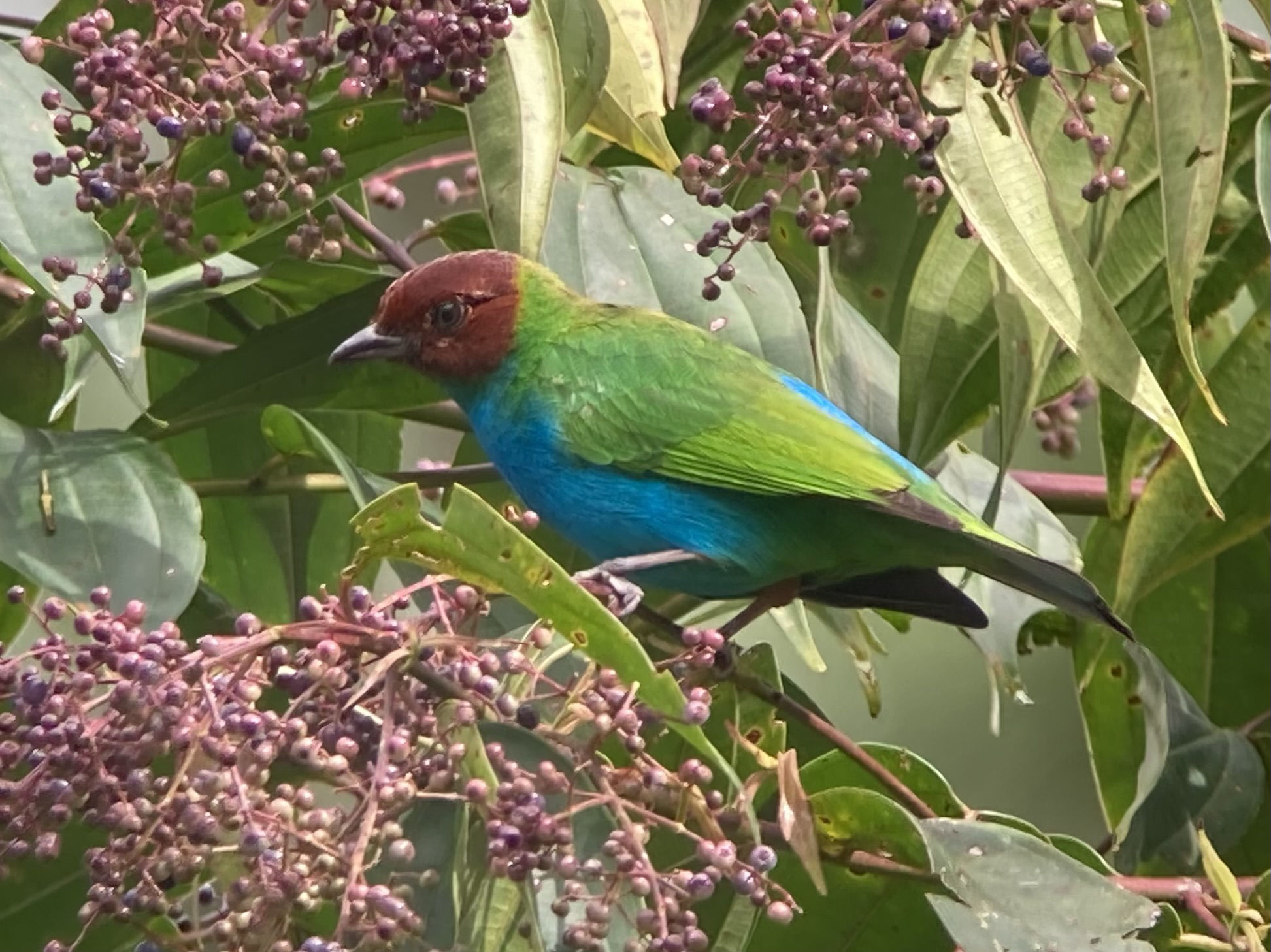 Bay-headed Tanager © Barry Zimmer