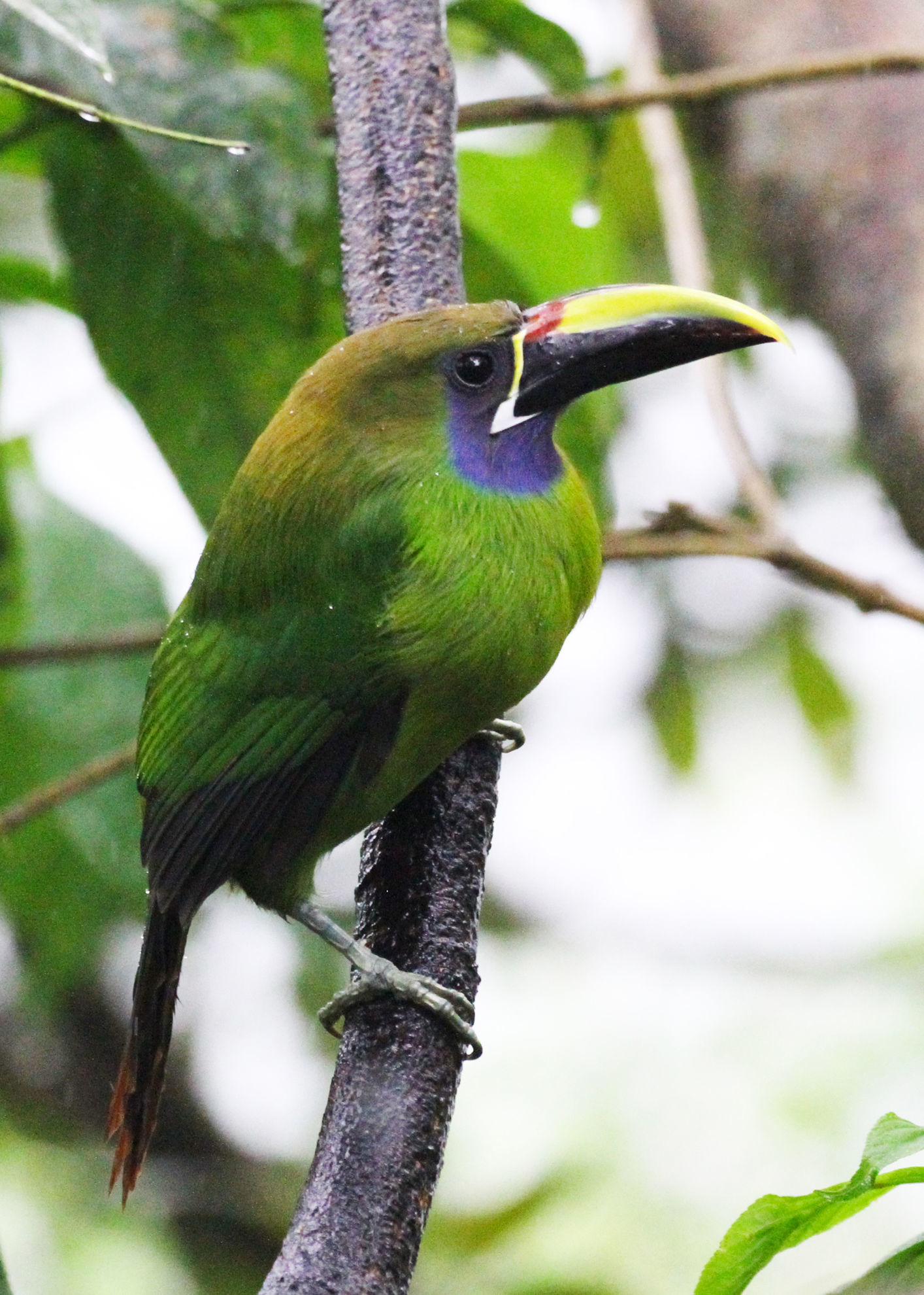 Northern Emerald-Toucanet © Brad McKinney