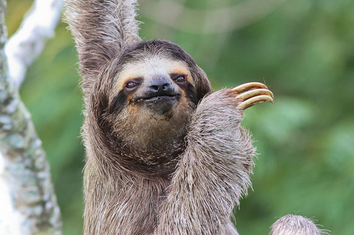 Brown-throated Three-toed Sloth © Michael O'Brien