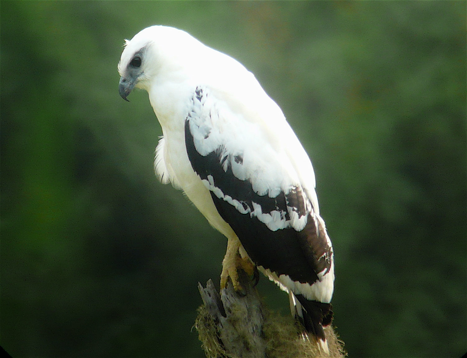 White Hawk © Barry Zimmer